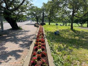 水やり後の花壇のベゴニア（写真）