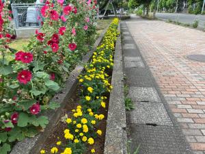 黄色のマリーゴールドの株が少しずつ大きく成長しています（写真）