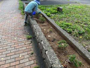 残念ながら枯れてしまった花と、残った花の周りの除草をする花うえ隊（写真）