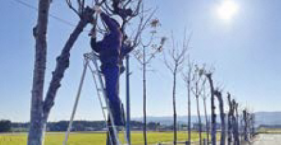 脚立に乗りはさ木の枝を剪定する様子（写真）晴れて青空が広がっています。