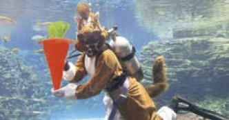 ウマの格好をしたダイバーが大水槽の生物に餌やりをする様子（写真）