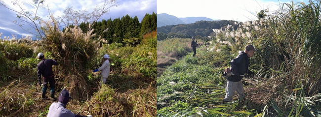 カヤと刈り取りの様子(写真)