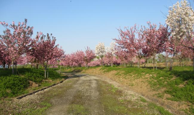 桜並木の様子（写真）