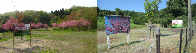 八重桜広場の様子（写真）