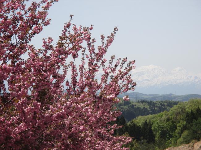 八重桜と柿崎の眺望（写真）