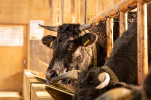 水澤洸大さん所有の肉用牛（写真）