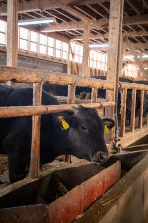 水澤洸大さん所有の肉用牛（写真）