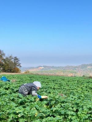 大根の収穫作業の様子（写真）