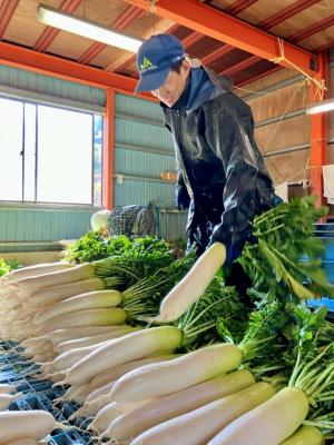 収穫された大根（写真）