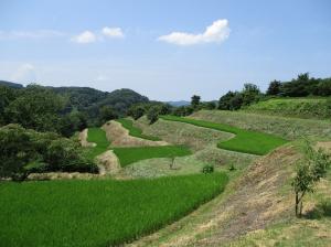 棚田（写真）