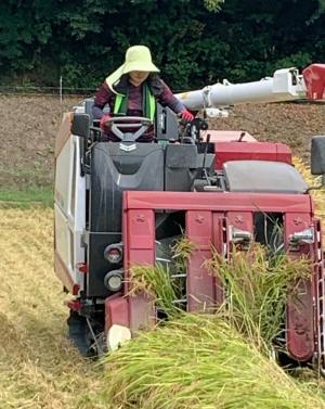 農機具による稲刈り（写真）