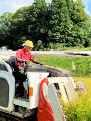 活動の様子 稲刈り（写真）