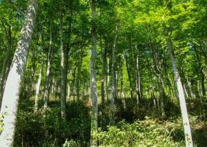 活動地域の様子 ブナ林（写真）