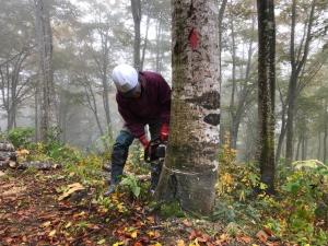 活動の様子 間伐作業（写真）