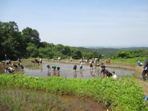 活動地域の様子　田植え（写真）