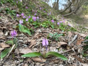早春の春日山を彩るカタクリの花（写真）