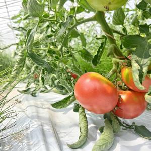 トマトの写真