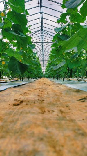 きゅうり苗の写真