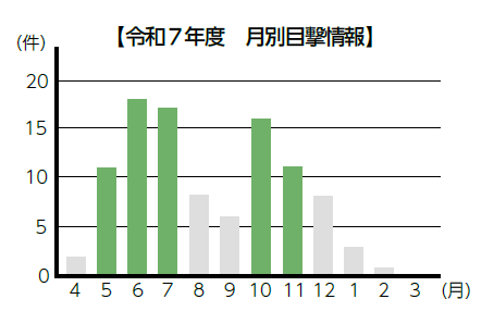 令和7年度 月別目撃情報(グラフ)