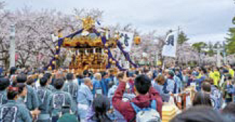 満開の桜とお神輿(写真)