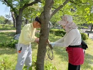 幹に桜の名札を取り付ける参加者の様子（写真）