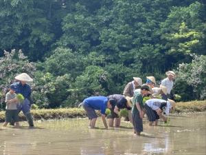 田植えの様子（写真）