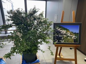 駅内に飾られた卯の花の鉢植え（写真）