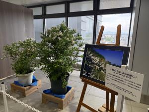 卯の花の鉢植えと、栗沢さくらの里の写真が並べて展示されている様子（写真）