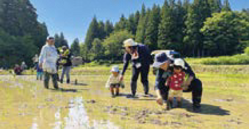 水が張られた田んぼで田植えをする親子連れ参加者(写真)