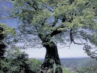 城山の大ケヤキ（画像）