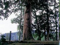 関田八幡宮の大スギ（画像）