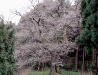 風巻神社のエドヒガン（画像）