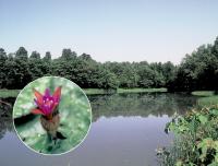 谷内池とオニバス（画像）